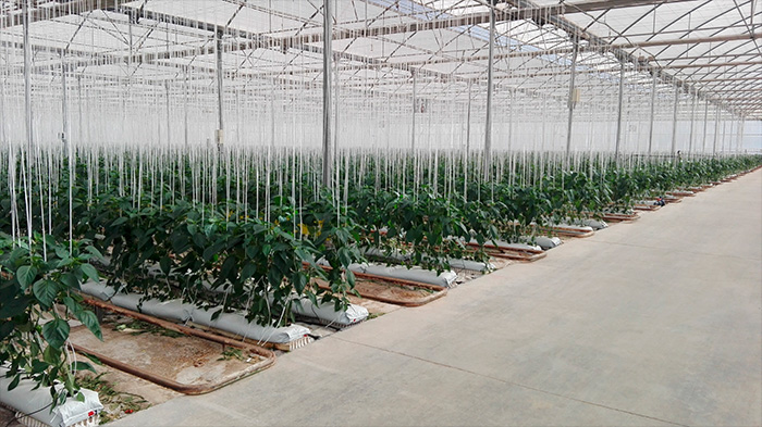SISTEMA DE RIEGO EN INVERNADERO. Campo de Cartagena